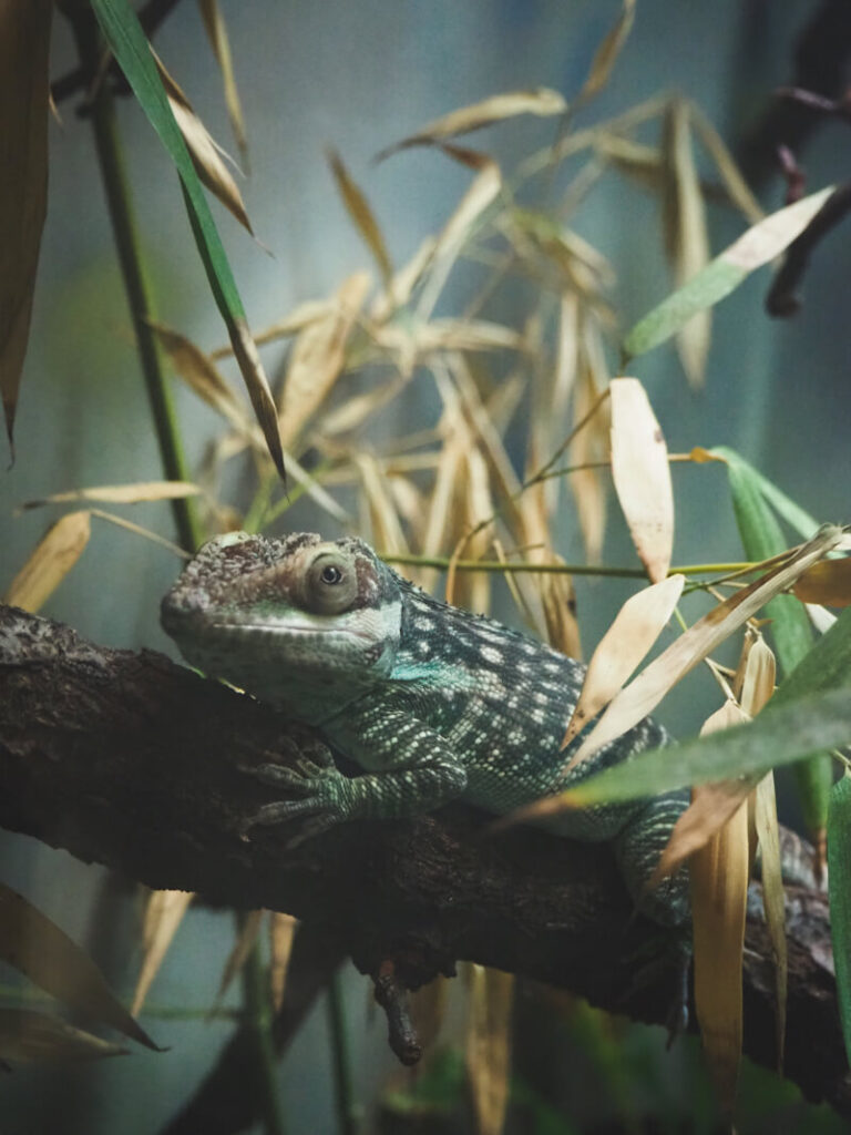 Chicago bezienswaardigheden