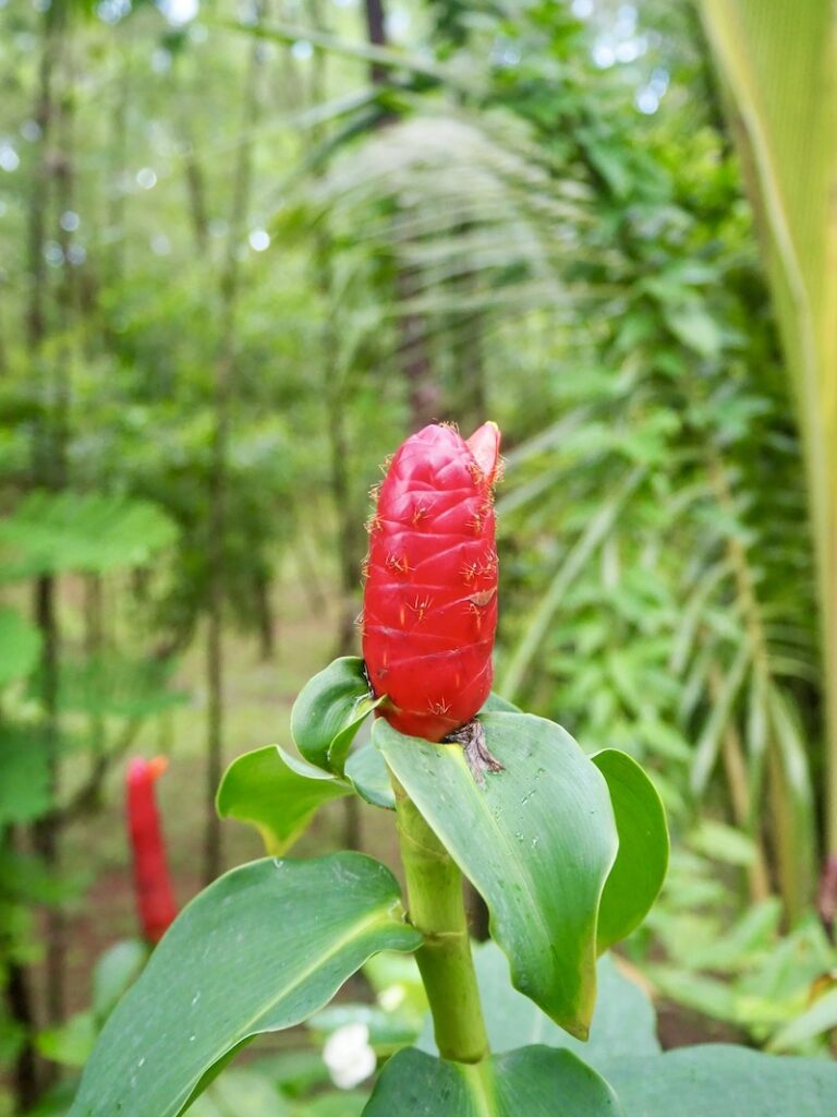 Mayon vulkaan Filipijnen